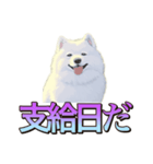 犬味 くそジジイ（個別スタンプ：37）