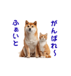 【動く】柴犬と猫のかわいいスタンプ 86（個別スタンプ：4）