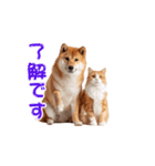 【動く】柴犬と猫のかわいいスタンプ 86（個別スタンプ：6）