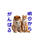 【動く】柴犬と猫のかわいいスタンプ 86（個別スタンプ：8）