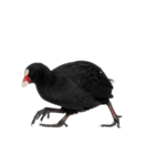黒い変な生き物たち（個別スタンプ：7）