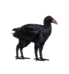 黒い変な生き物たち（個別スタンプ：28）