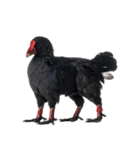 黒い変な生き物たち（個別スタンプ：31）