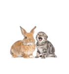 子猫と子うさぎ 実写（個別スタンプ：1）