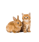 子猫と子うさぎ 実写（個別スタンプ：2）