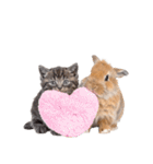 子猫と子うさぎ 実写（個別スタンプ：4）