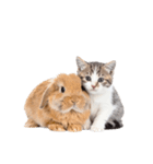 子猫と子うさぎ 実写（個別スタンプ：5）