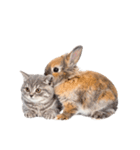 子猫と子うさぎ 実写（個別スタンプ：6）