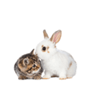 子猫と子うさぎ 実写（個別スタンプ：8）