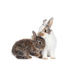 子猫と子うさぎ 実写（個別スタンプ：10）