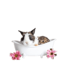 子猫と子うさぎ 実写（個別スタンプ：12）