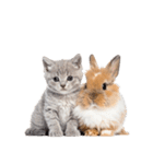 子猫と子うさぎ 実写（個別スタンプ：13）