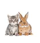 子猫と子うさぎ 実写（個別スタンプ：14）