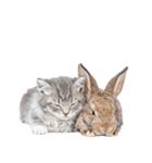 子猫と子うさぎ 実写（個別スタンプ：15）
