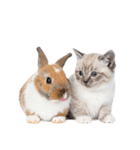 子猫と子うさぎ 実写（個別スタンプ：16）