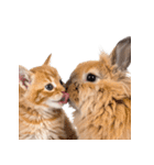 子猫と子うさぎ 実写（個別スタンプ：17）