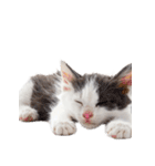 子猫と子うさぎ 実写（個別スタンプ：18）