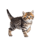 子猫と子うさぎ 実写（個別スタンプ：19）