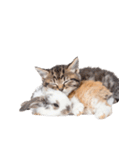 子猫と子うさぎ 実写（個別スタンプ：20）