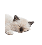 子猫と子うさぎ 実写（個別スタンプ：23）