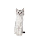 子猫と子うさぎ 実写（個別スタンプ：24）