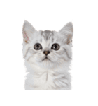 子猫と子うさぎ 実写（個別スタンプ：25）