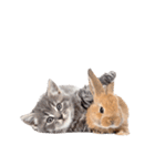 子猫と子うさぎ 実写（個別スタンプ：26）