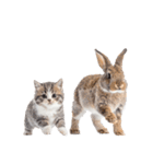 子猫と子うさぎ 実写（個別スタンプ：27）