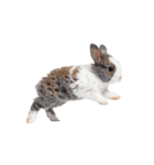 子猫と子うさぎ 実写（個別スタンプ：28）