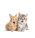 子猫と子うさぎ 実写（個別スタンプ：29）