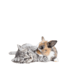 子猫と子うさぎ 実写（個別スタンプ：31）