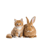 子猫と子うさぎ 実写（個別スタンプ：33）
