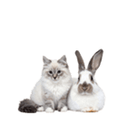 子猫と子うさぎ 実写（個別スタンプ：34）