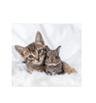 子猫と子うさぎ 実写（個別スタンプ：35）