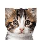 子猫と子うさぎ 実写（個別スタンプ：40）