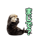 ラッコ！！実写（個別スタンプ：2）