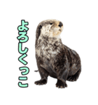 ラッコ！！実写（個別スタンプ：3）