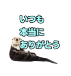 ラッコ！！実写（個別スタンプ：4）