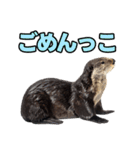 ラッコ！！実写（個別スタンプ：5）
