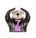 ラッコ！！実写（個別スタンプ：8）