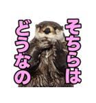 ラッコ！！実写（個別スタンプ：10）