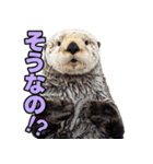 ラッコ！！実写（個別スタンプ：11）