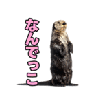 ラッコ！！実写（個別スタンプ：12）