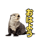 ラッコ！！実写（個別スタンプ：14）