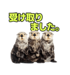 ラッコ！！実写（個別スタンプ：17）