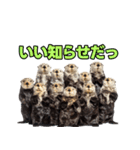 ラッコ！！実写（個別スタンプ：18）
