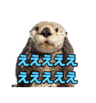 ラッコ！！実写（個別スタンプ：21）