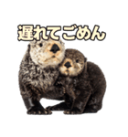 ラッコ！！実写（個別スタンプ：22）