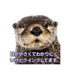 ラッコ！！実写（個別スタンプ：24）