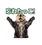 ラッコ！！実写（個別スタンプ：25）